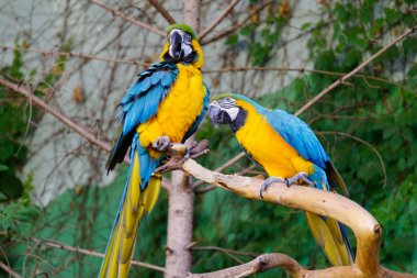 ağaç üzerinde papağan