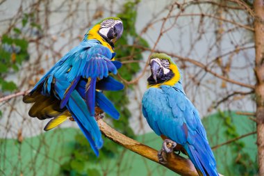 ağaç üzerinde papağan