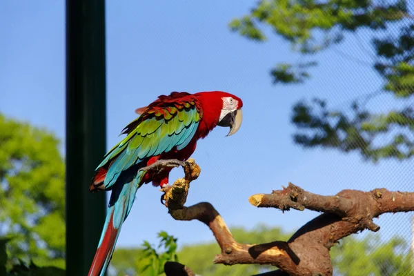 Papagaio na árvore — Fotografia de Stock