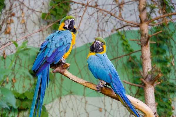 Parrot on the Tree — Stock Photo, Image