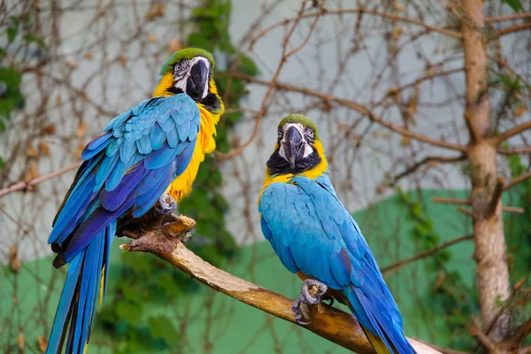 Parrot on the Tree — Stock Photo, Image