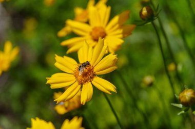 Bal arısı sarı çiçek