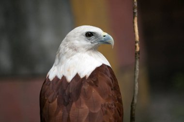 Pinatubo Filipinler kartal