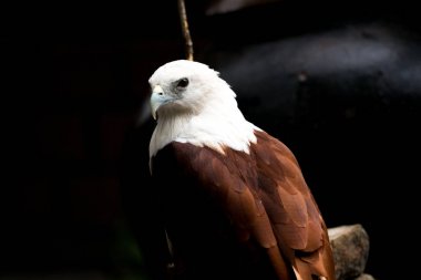 Pinatubo Filipinler kartal