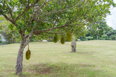 nefesi ağaç bahçesinde