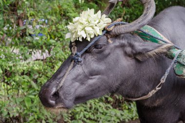 Yang aşınma çelenk, Filipinler