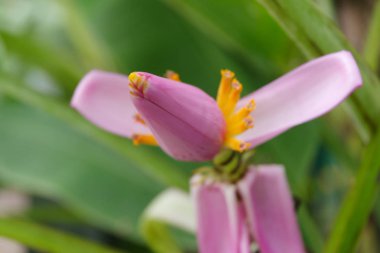 vahşi Mor çiçek şube
