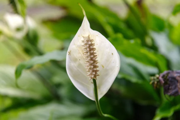 Белый дикий цветок с листом — стоковое фото