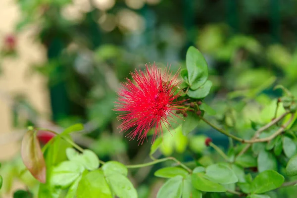 Flor selvagem no ramo — Fotografia de Stock