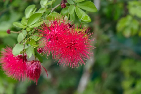 Flor selvagem no ramo — Fotografia de Stock