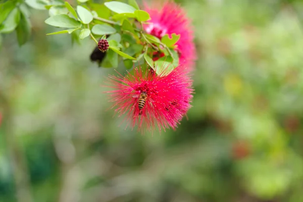 Flor selvagem no ramo — Fotografia de Stock