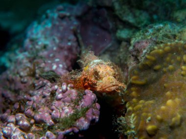 iskorpit sualtı mercan üzerinde