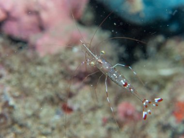 Su altında mercan hayalet karides