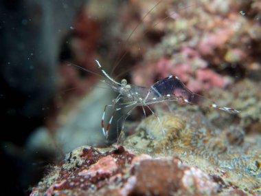 Su altında mercan hayalet karides