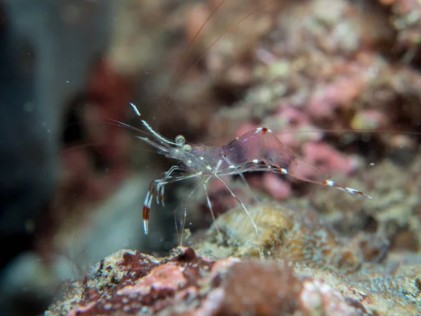 Ghost Shrimp en Coral bajo el agua — Foto de Stock