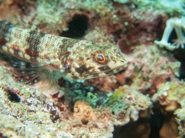 tropikal balık, mercan