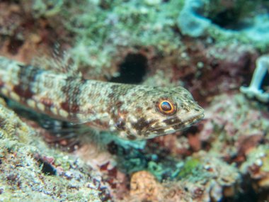 tropikal balık, mercan