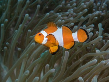 Anemon anemon balık, sualtı