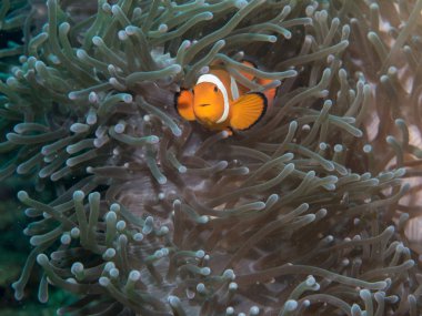 Anemon anemon balık, sualtı