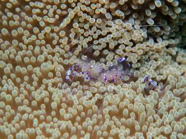 Hayalet karides deniz anemone ile