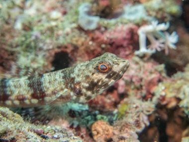 tropikal balık, mercan