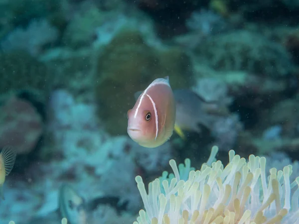 Sasanka ryby s Anemone v podvodní — Stock fotografie