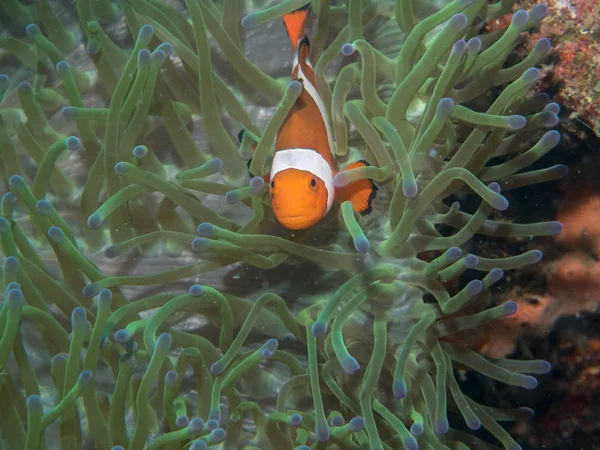 Анекдотическая рыба с Анекдотом под водой — стоковое фото