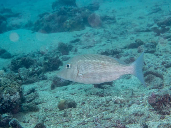 beyaz balık, sualtı Yüzme
