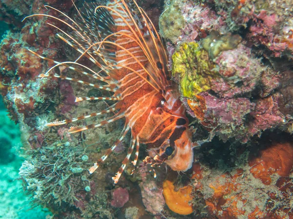 サンゴ、カラフルなミノカサゴ — ストック写真