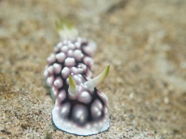 Deniz altında omurgasızını