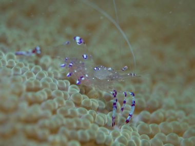 anemon karides deniz anemone adlı