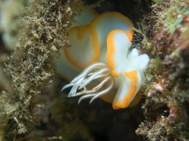 Deniz altında omurgasızını