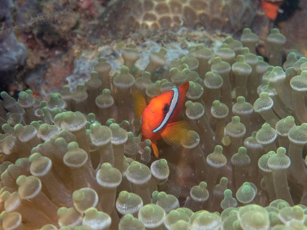 Pesce anemone sotto il mare — Foto Stock