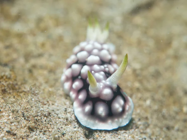 nudibranch at under the sea