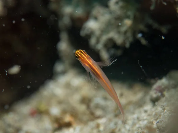 Peixe-boi debaixo do mar — Fotografia de Stock