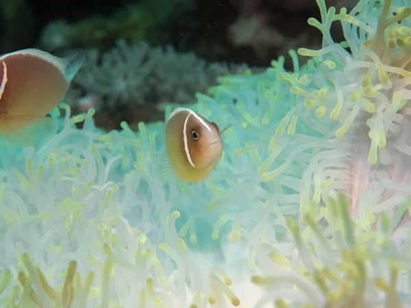 Peixe anêmona debaixo do mar — Fotografia de Stock