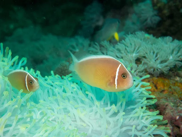 Anemonowa ryba w obszarze Morza — Zdjęcie stockowe