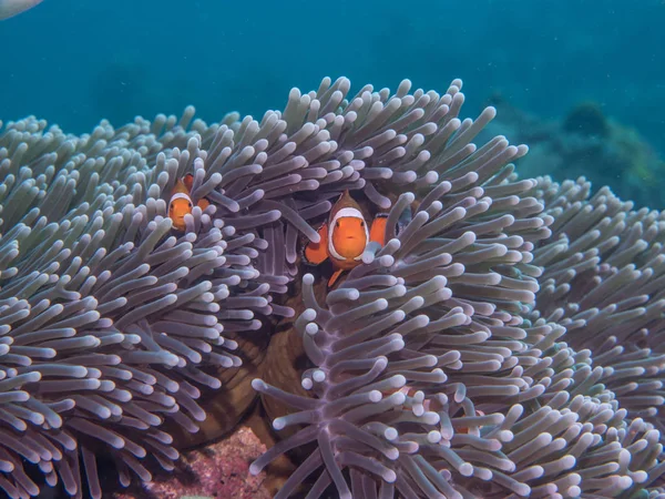 Anemone fish at under the sea — Stock Photo, Image