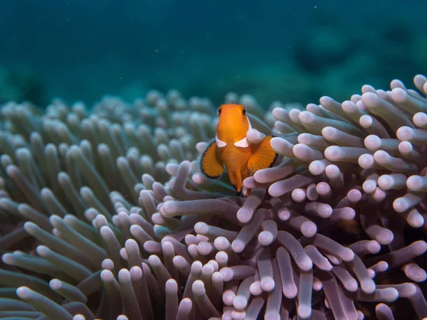Peces anémonas bajo el mar — Foto de Stock