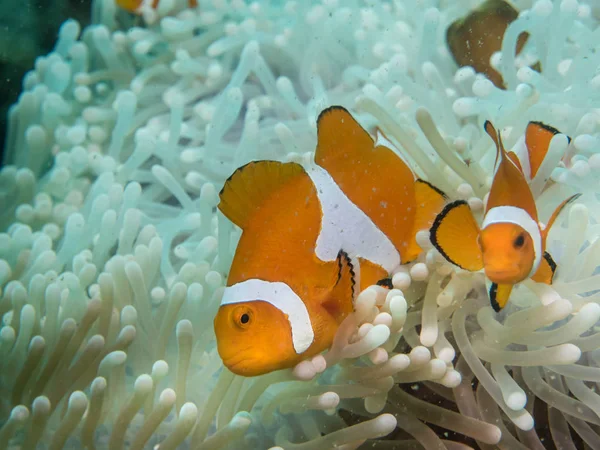 Anemone fish at under the sea — Stock Photo, Image