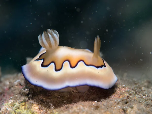 nudibranch at under the sea