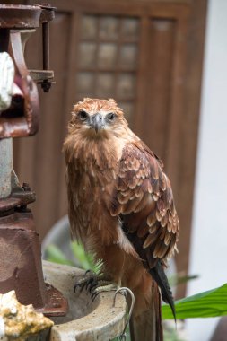 Masanın üstünde kartal