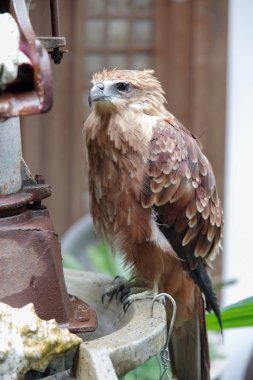 Masanın üstünde kartal