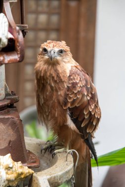 Masanın üstünde kartal