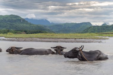Nehirde su aygırı Yang