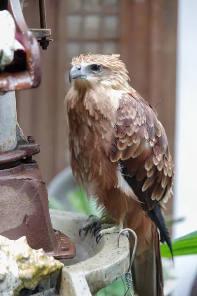 Masanın üstünde kartal