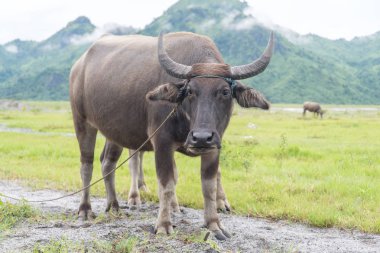 otlak standında manda