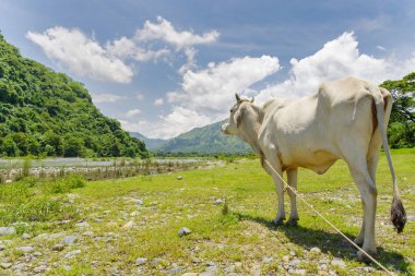 Valley beyaz sığır