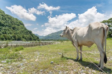 Valley beyaz sığır