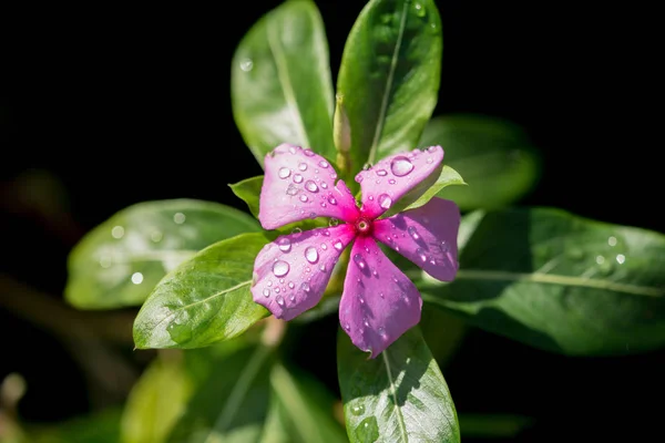 Gota de chuva sobre a flor selvagem — Fotografia de Stock